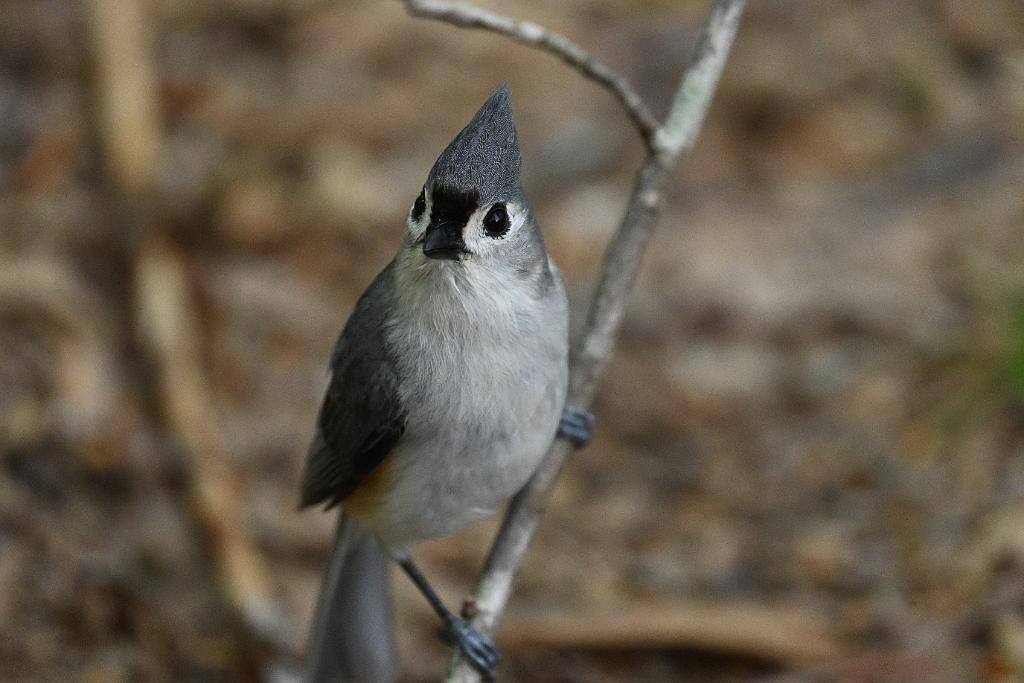 2025-05087876 Ipswitch River Wildlife Sanctuary, MA.JPG - Tufted Titmouse. Ipswitch River Wildlife Refuge, MA, 5-8-2025
